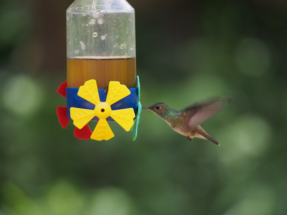 kolibřík pestrý - ML52692831