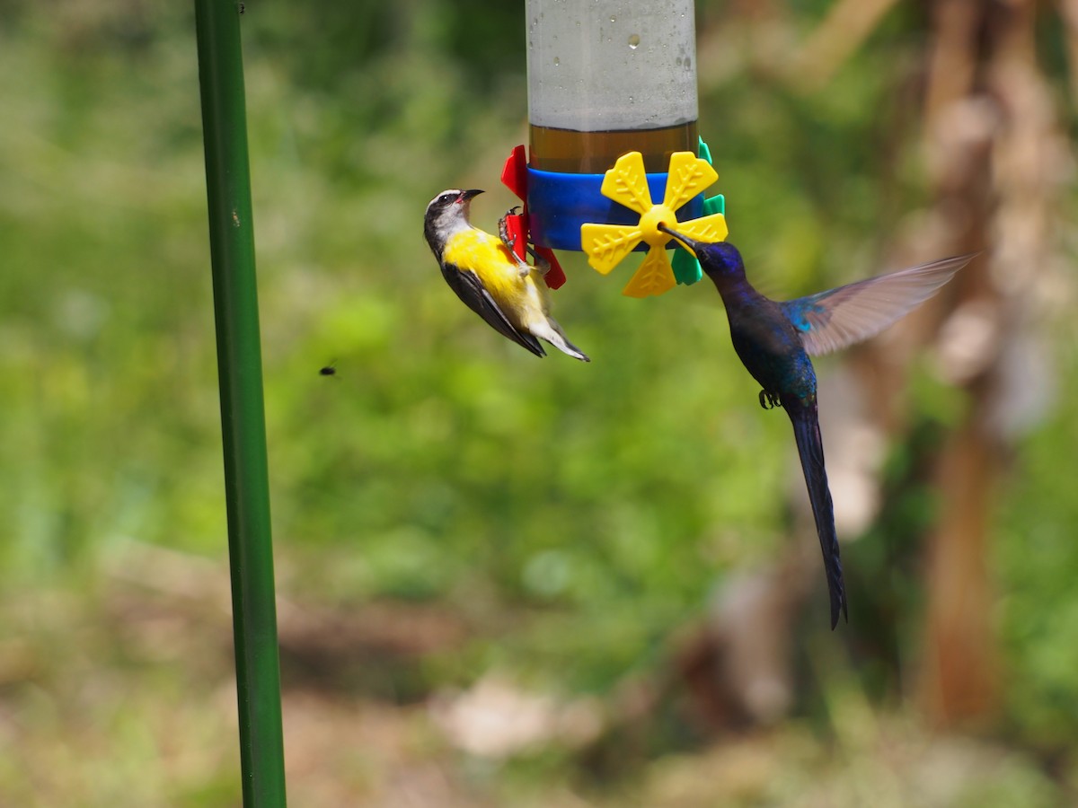 Swallow-tailed Hummingbird - ML52693351