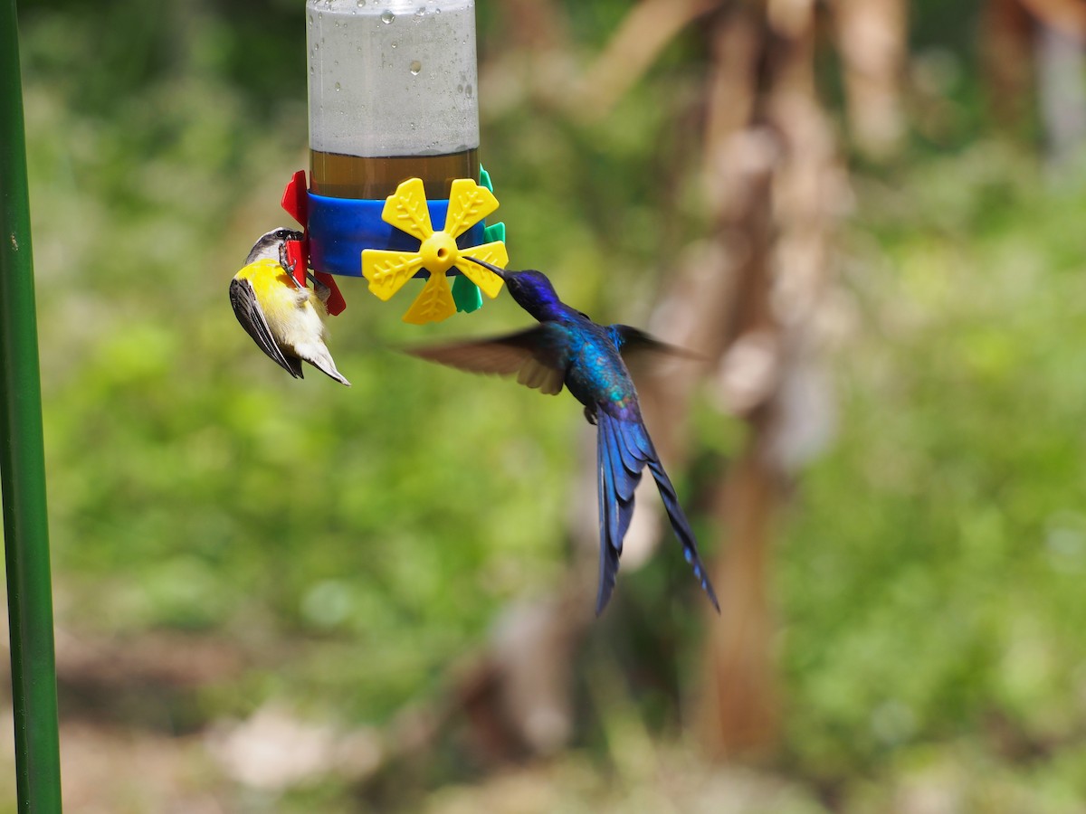 Swallow-tailed Hummingbird - Daniel Lebbin