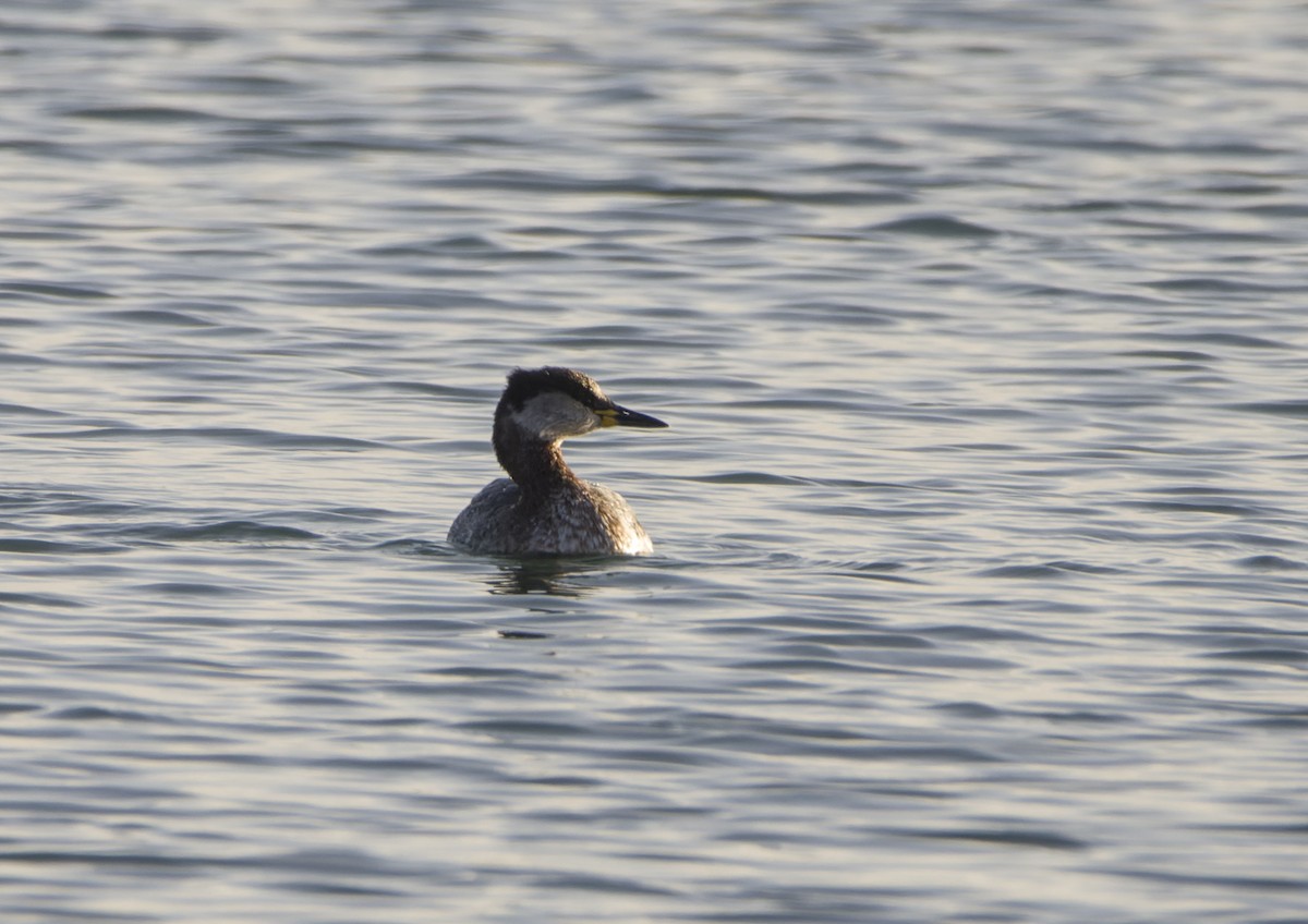 Red-necked Grebe - ML526934371