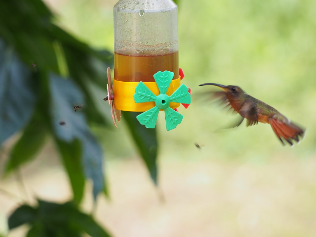 Rufous-breasted Hermit - ML52693521