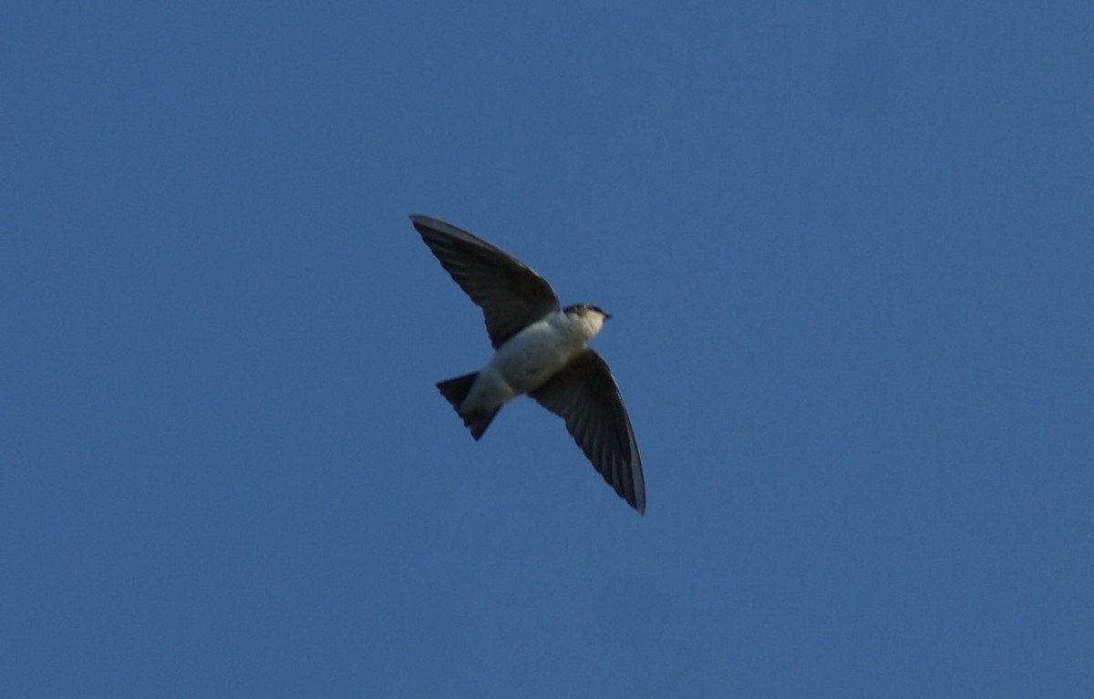 Violet-green Swallow - ML526936741