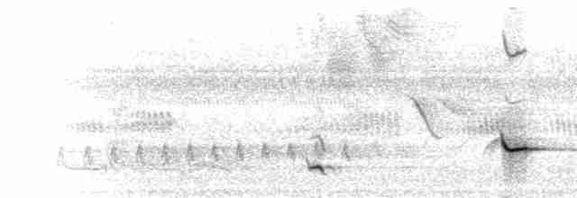  - Black-striped Sparrow