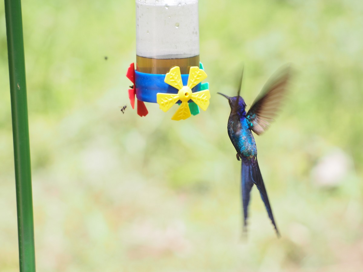 Swallow-tailed Hummingbird - ML52693821