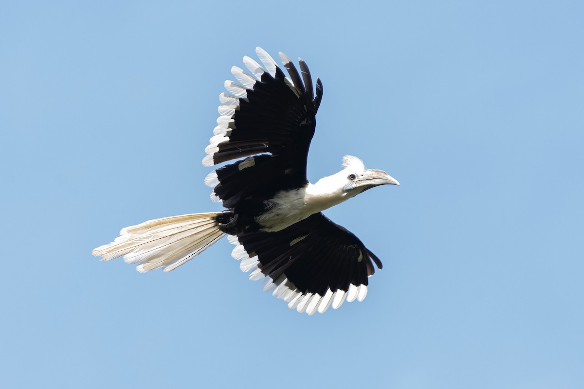 White-crowned Hornbill - ML526938671