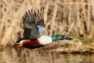Northern Shoveler, ML526942221