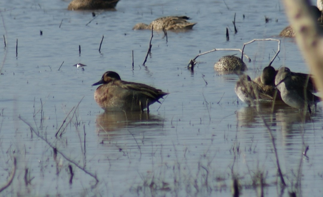 Green-winged Teal - ML526943051