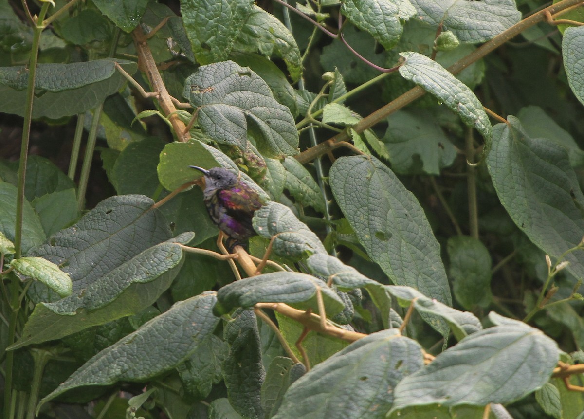 Purple-breasted Sunbird - ML526950291