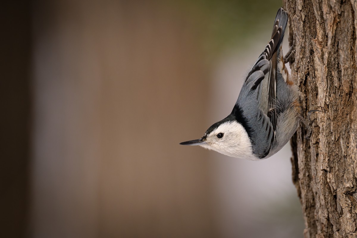 White-breasted Nuthatch - ML526950551