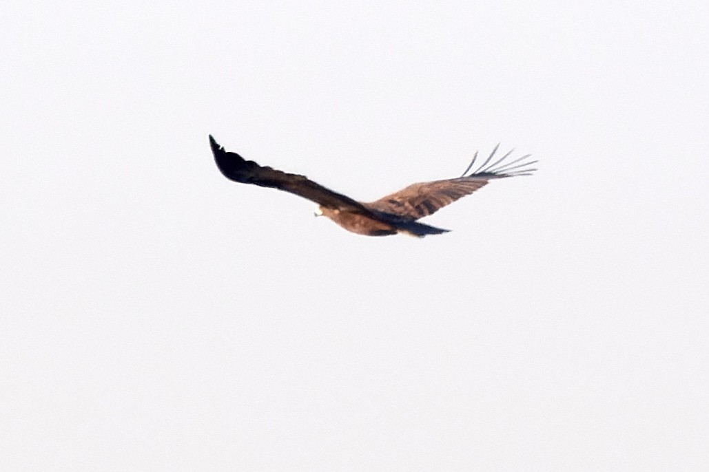 Greater Spotted Eagle - Tomáš Grim