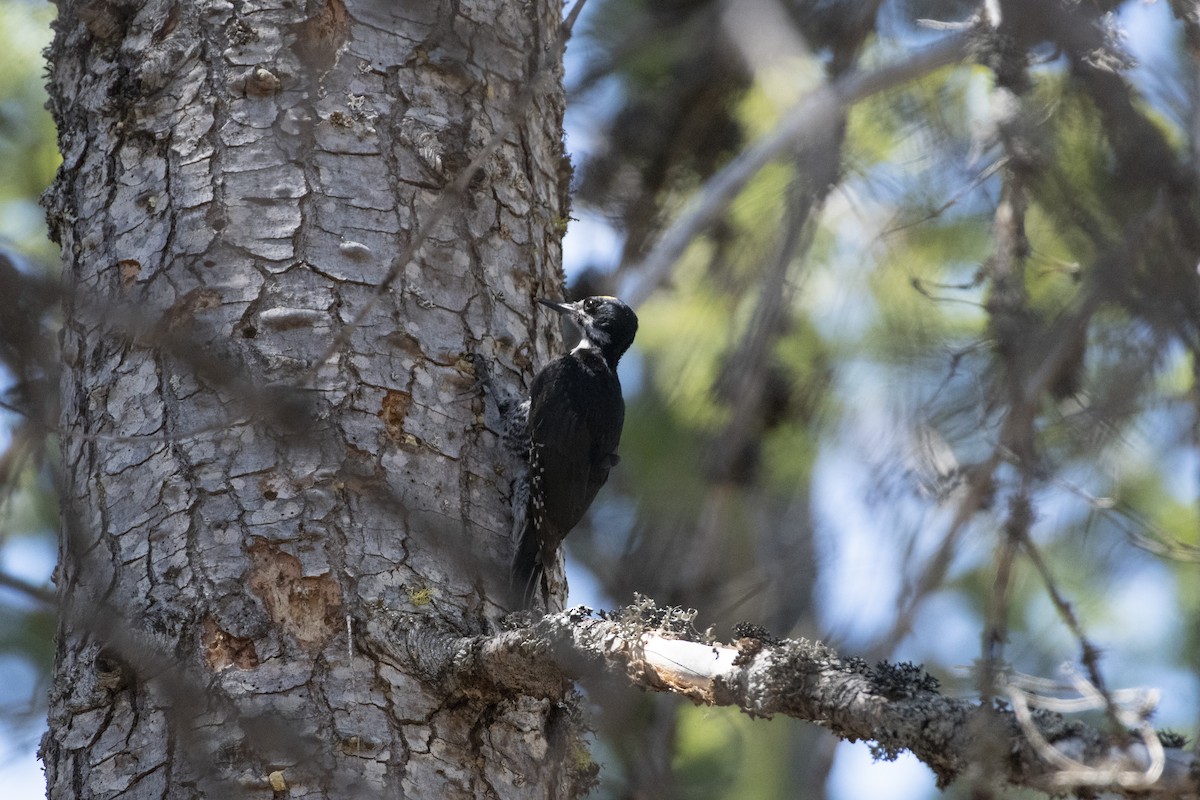 Black-backed Woodpecker - ML526953901