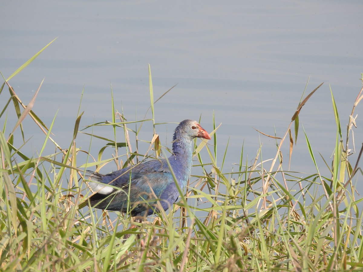 Gray-headed Swamphen - Mohit Aggarwal