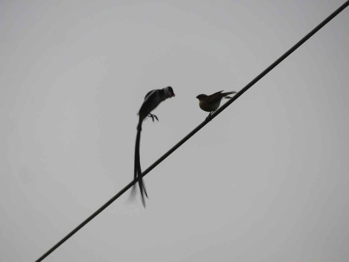 Pin-tailed Whydah - ML526958971