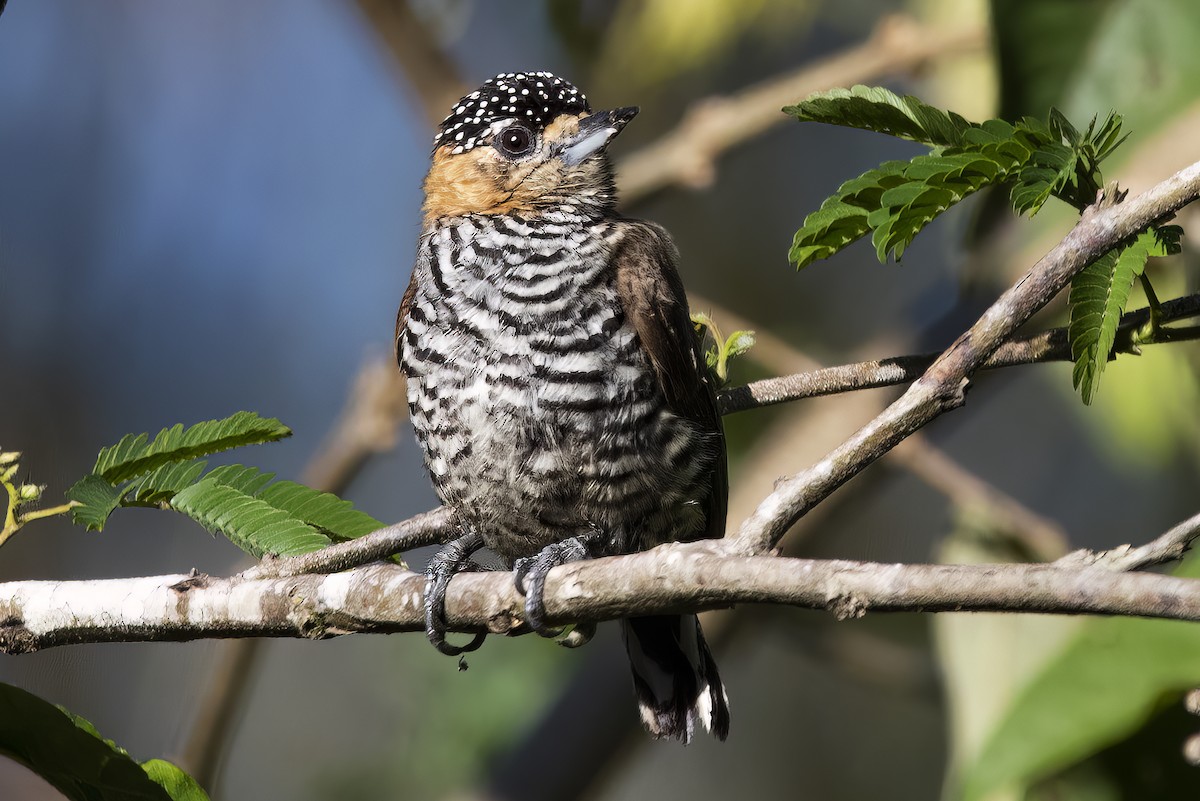 Ochre-collared Piculet - ML526959291