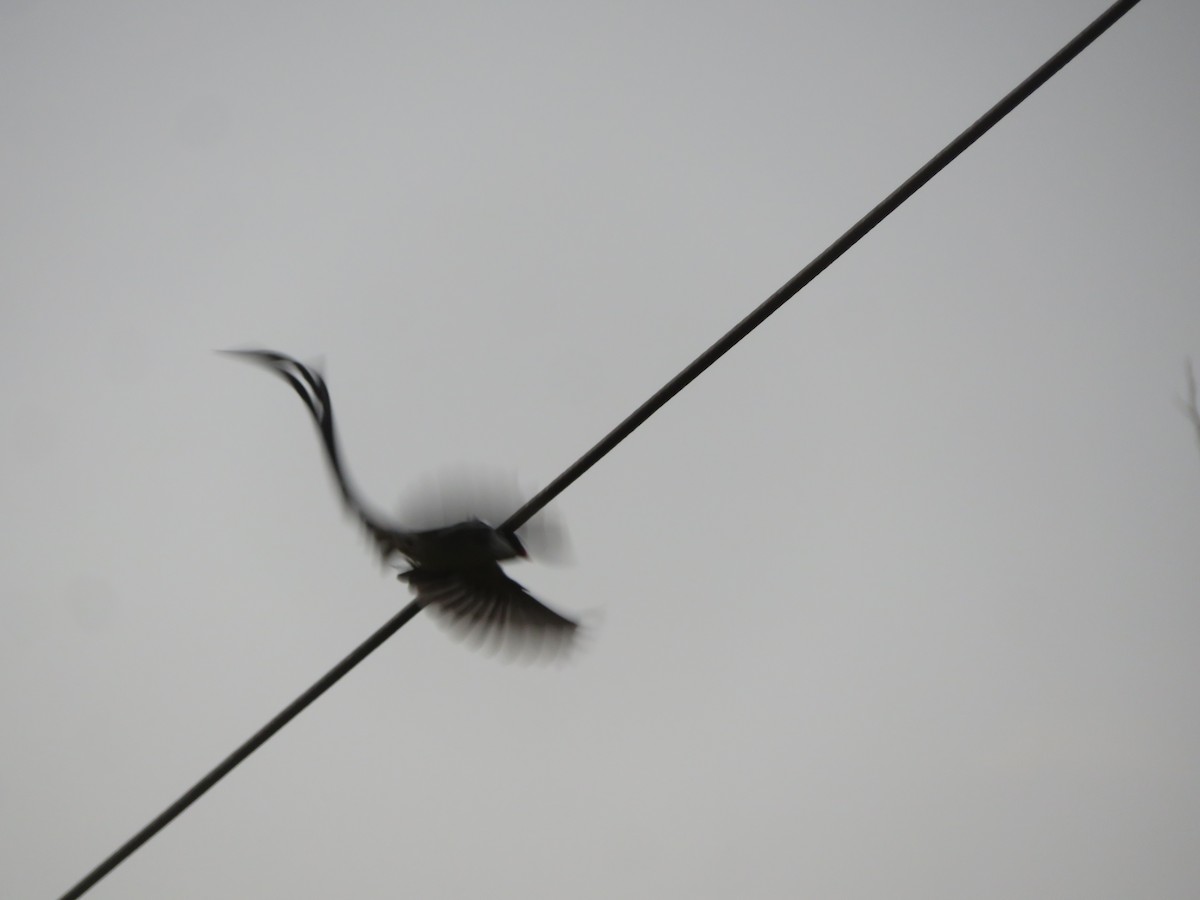 Pin-tailed Whydah - Alexis Lamek