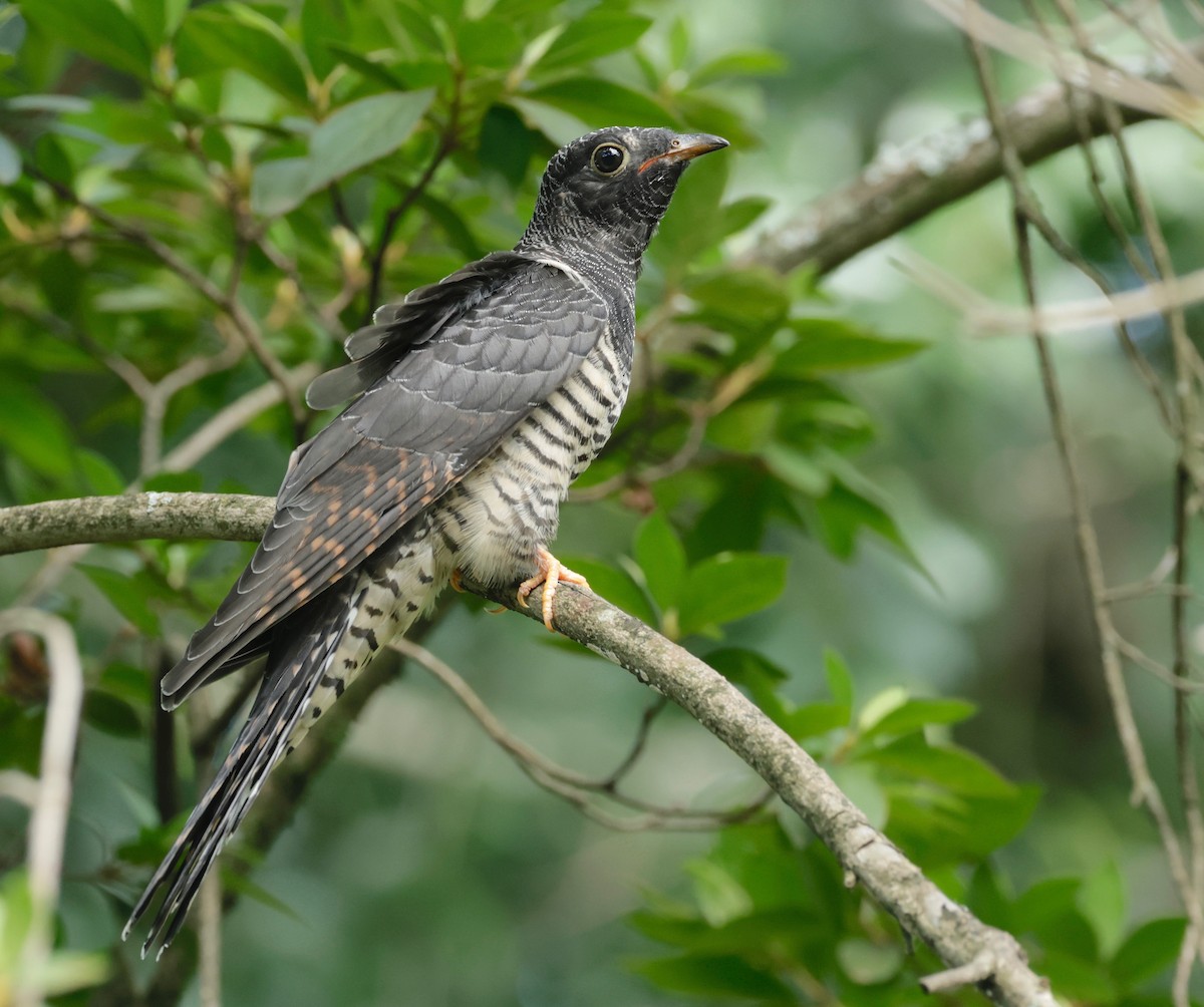 Red-chested Cuckoo - ML526960301