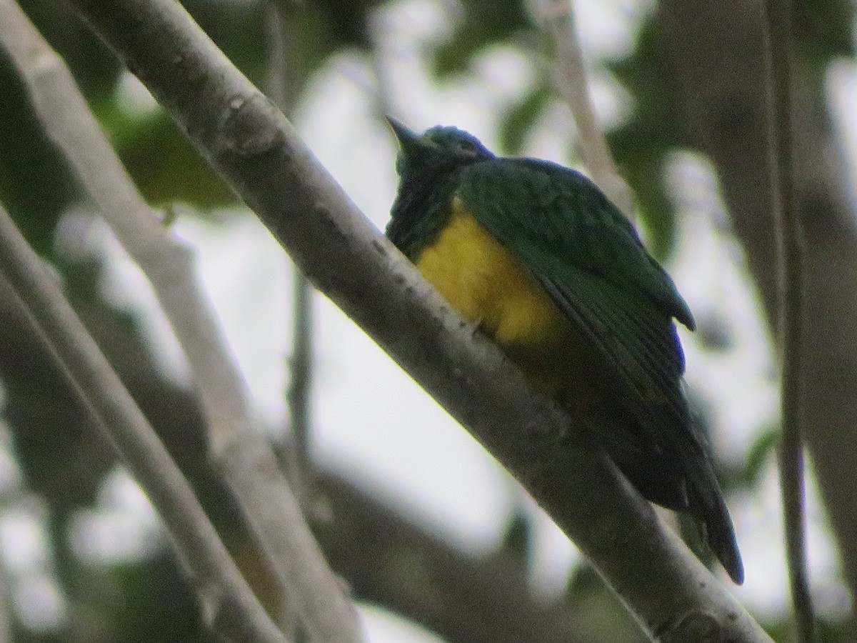 African Emerald Cuckoo - ML526962381