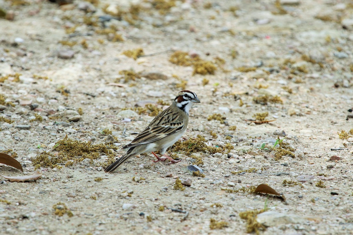 Lark Sparrow - ML52696401