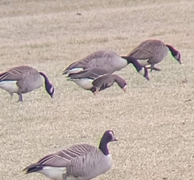 Greater White-fronted Goose - ML526967311