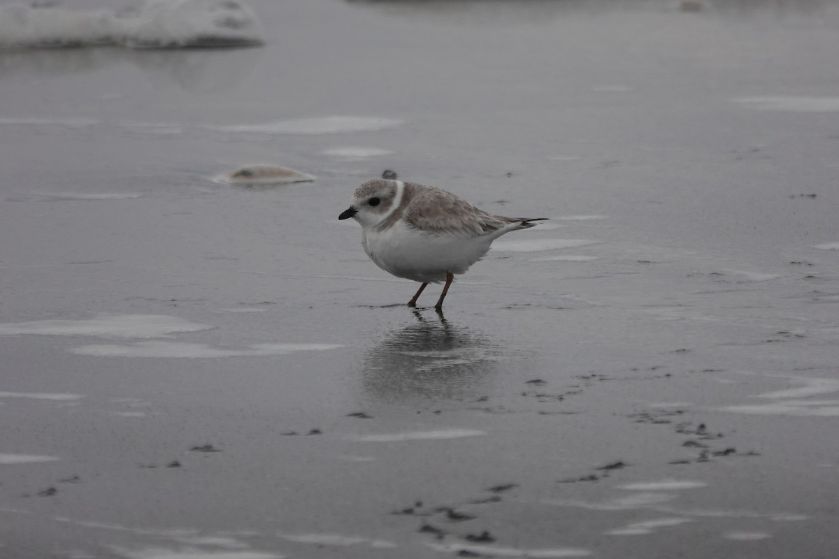 Piping Plover - ML526968291