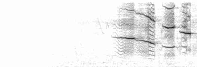  - Nicaraguan Grackle