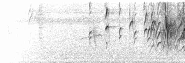  - Yellow-crowned Euphonia