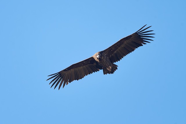 Cinereous Vulture. - Cinereous Vulture - 