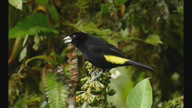 Flame-rumped Tanager (Lemon-rumped) - ML526984271