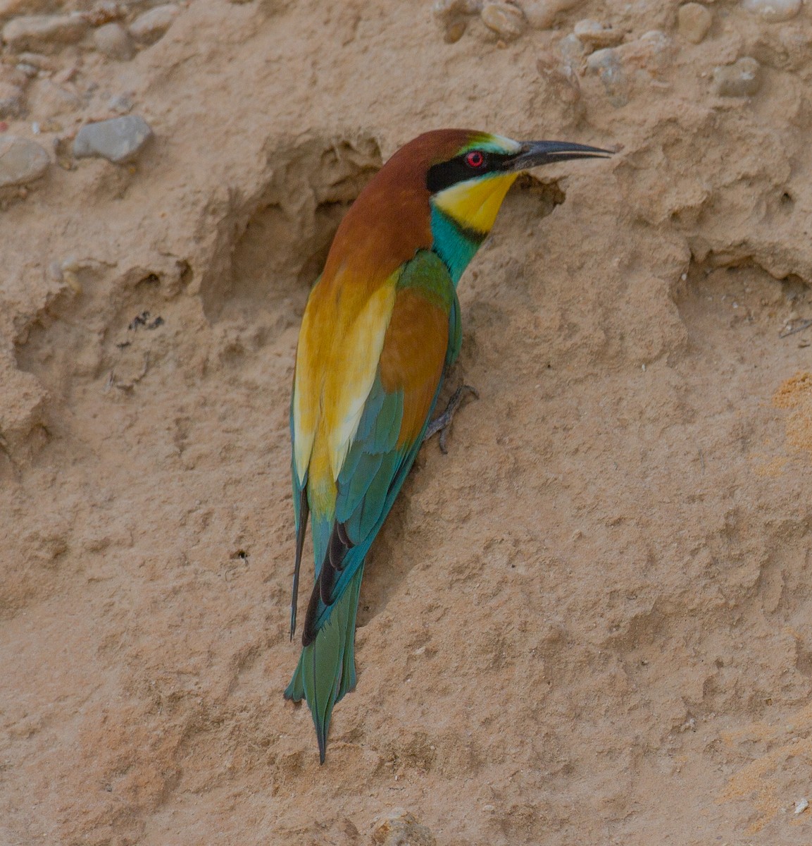 European Bee-eater - ML526991161