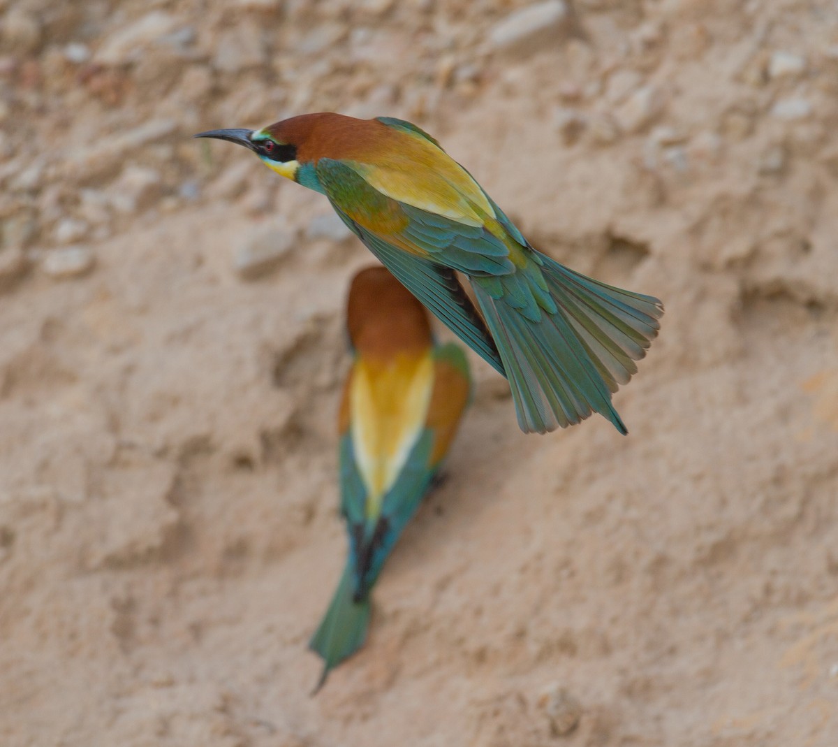 European Bee-eater - ML526995331