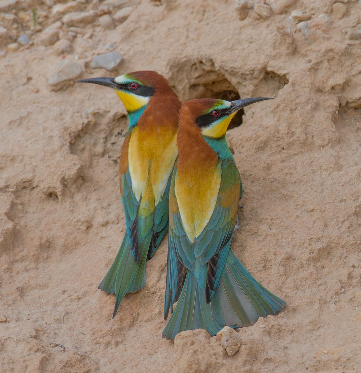 European Bee-eater - ML526998021