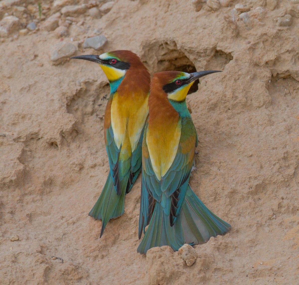 European Bee-eater - ML526998961