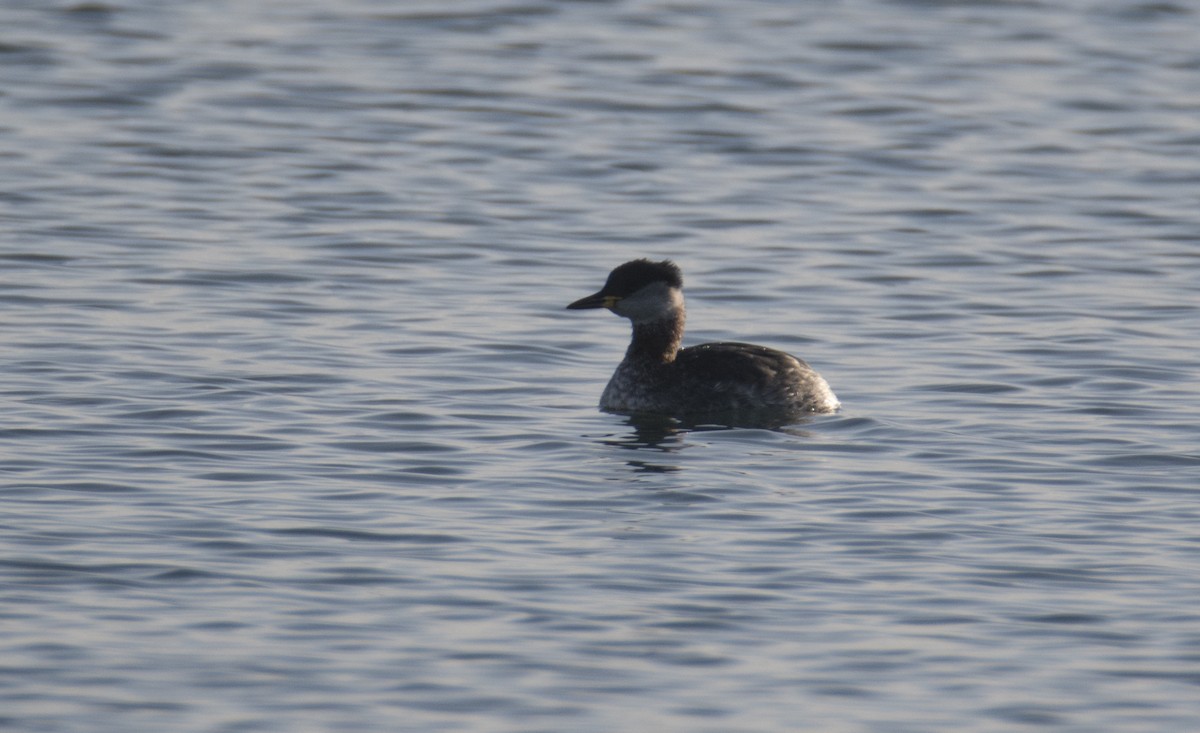 Red-necked Grebe - ML527002341