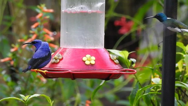 kolibřík bělokrký - ML527014721