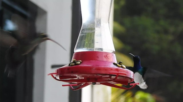 kolibřík šedobřichý - ML527014991