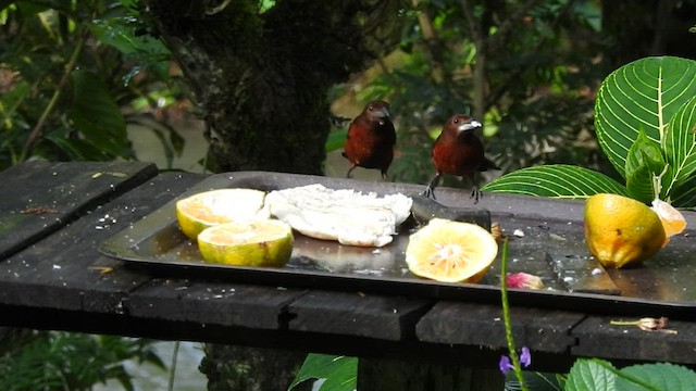 Silver-beaked Tanager - ML527015571