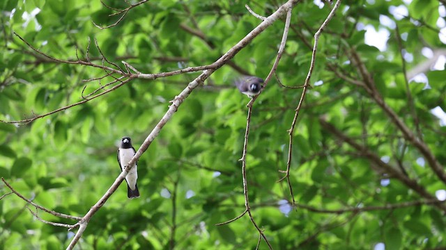 White-breasted Woodswallow - ML527018171