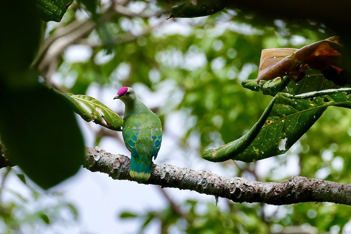 Red-bellied Fruit-Dove - ML527018431