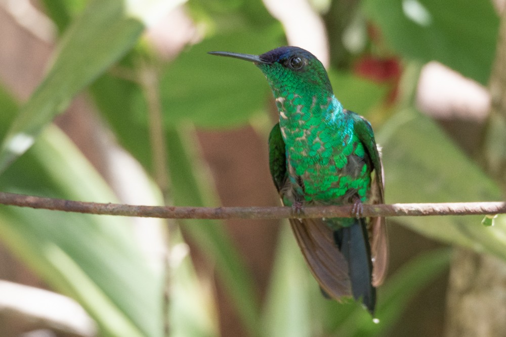 kolibřík fialovotemenný - ML527020691