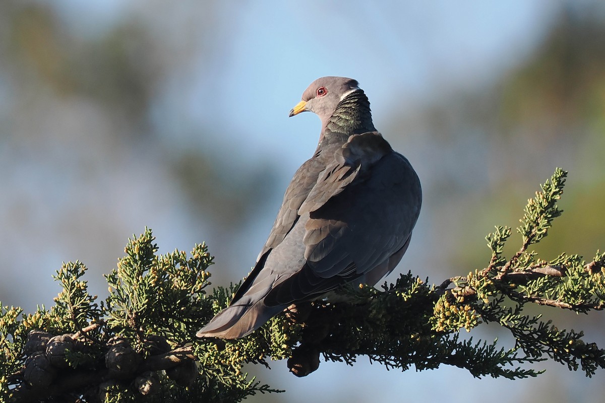 Band-tailed Pigeon - ML527026431