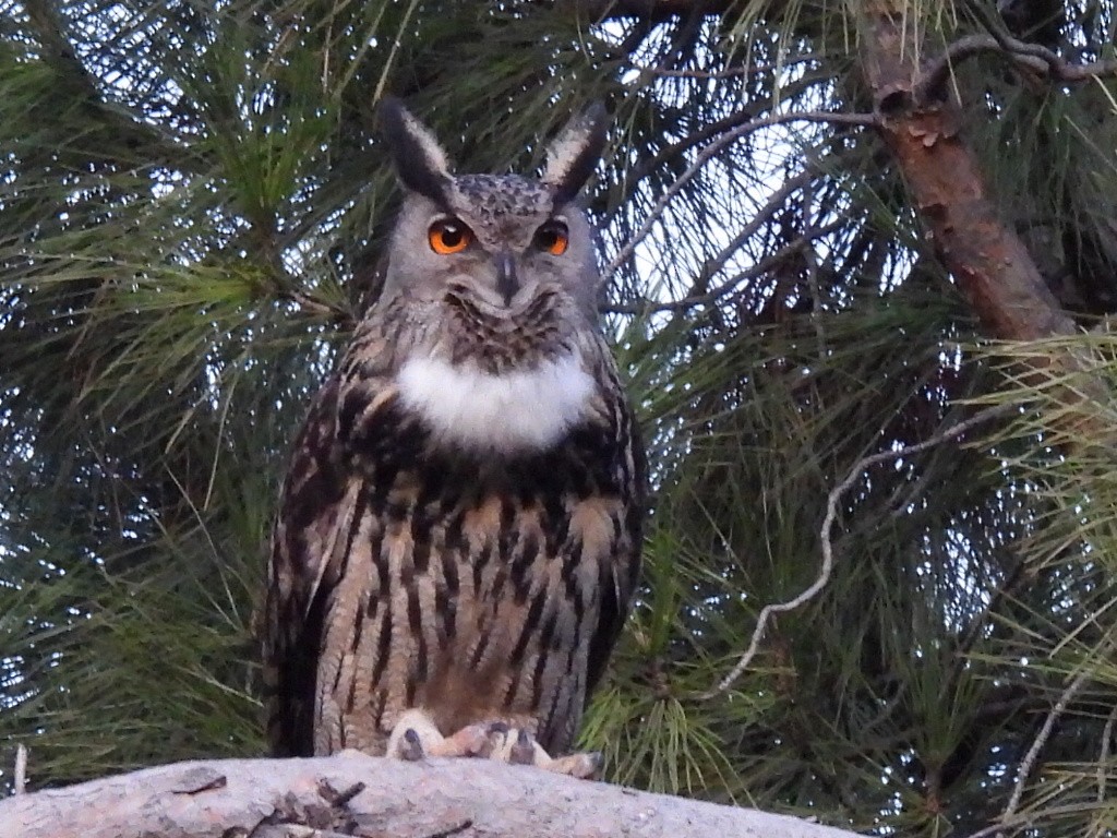 eBird España Checklist - 22 Jan 2023 - Parque El Retiro-Madrid ...