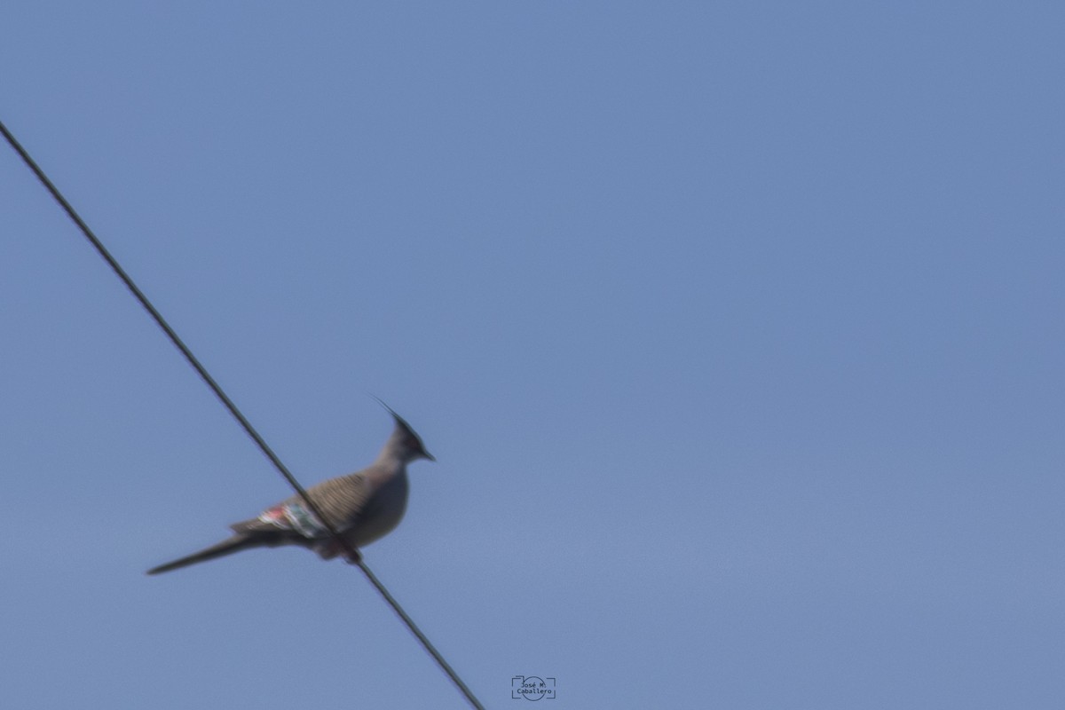 Crested Pigeon - ML527034821
