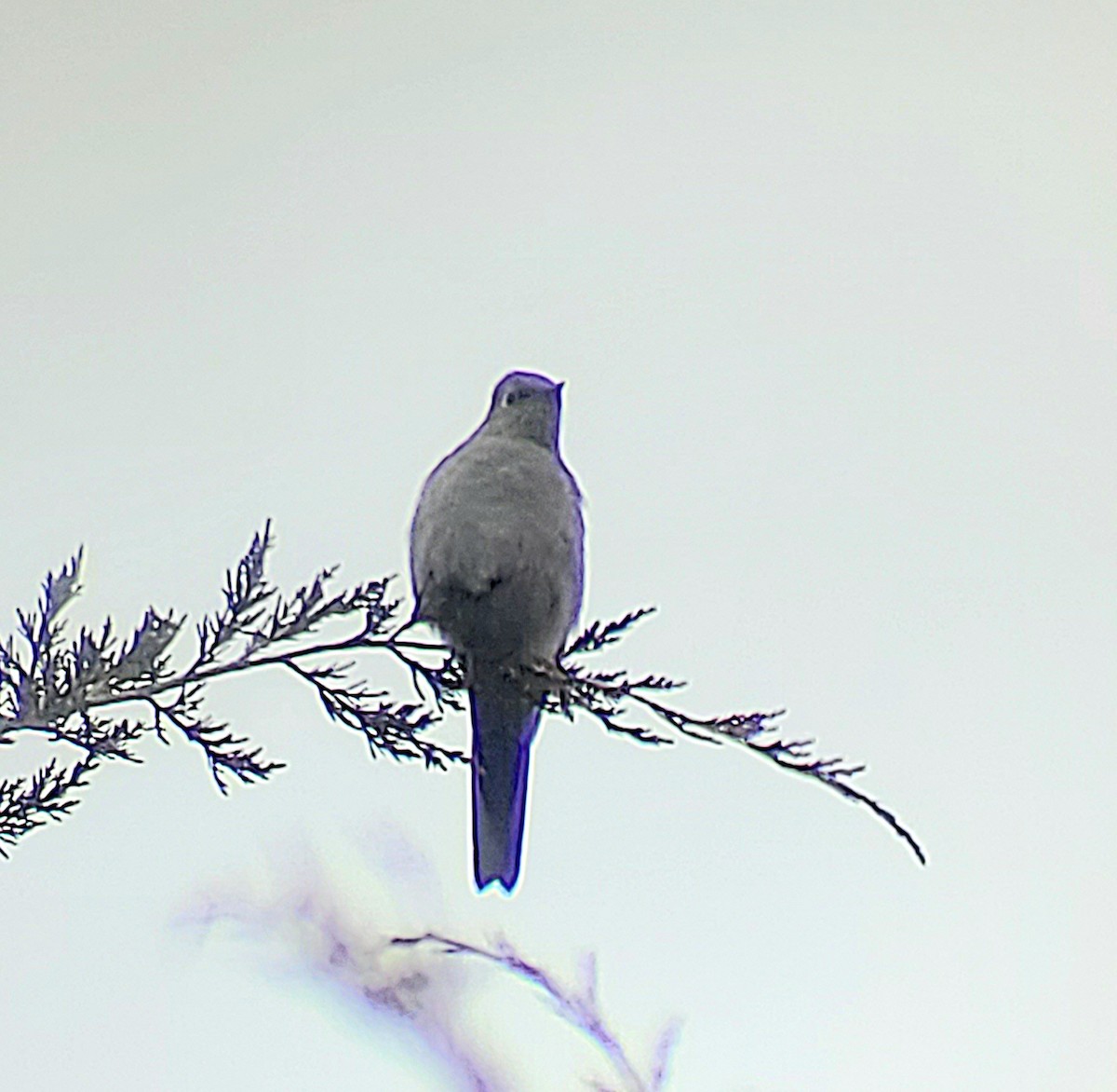 Townsend's Solitaire - ML527036721