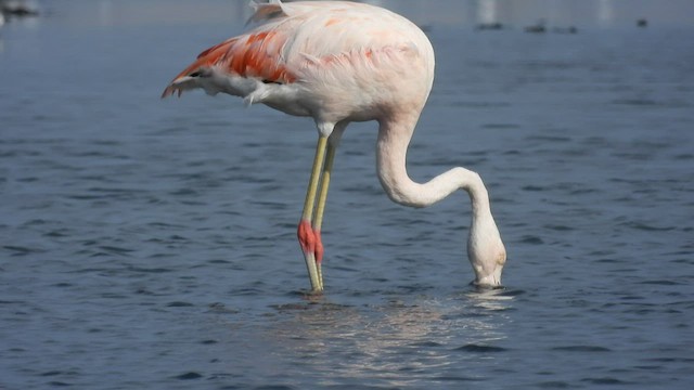 Şili Flamingosu - ML527040101