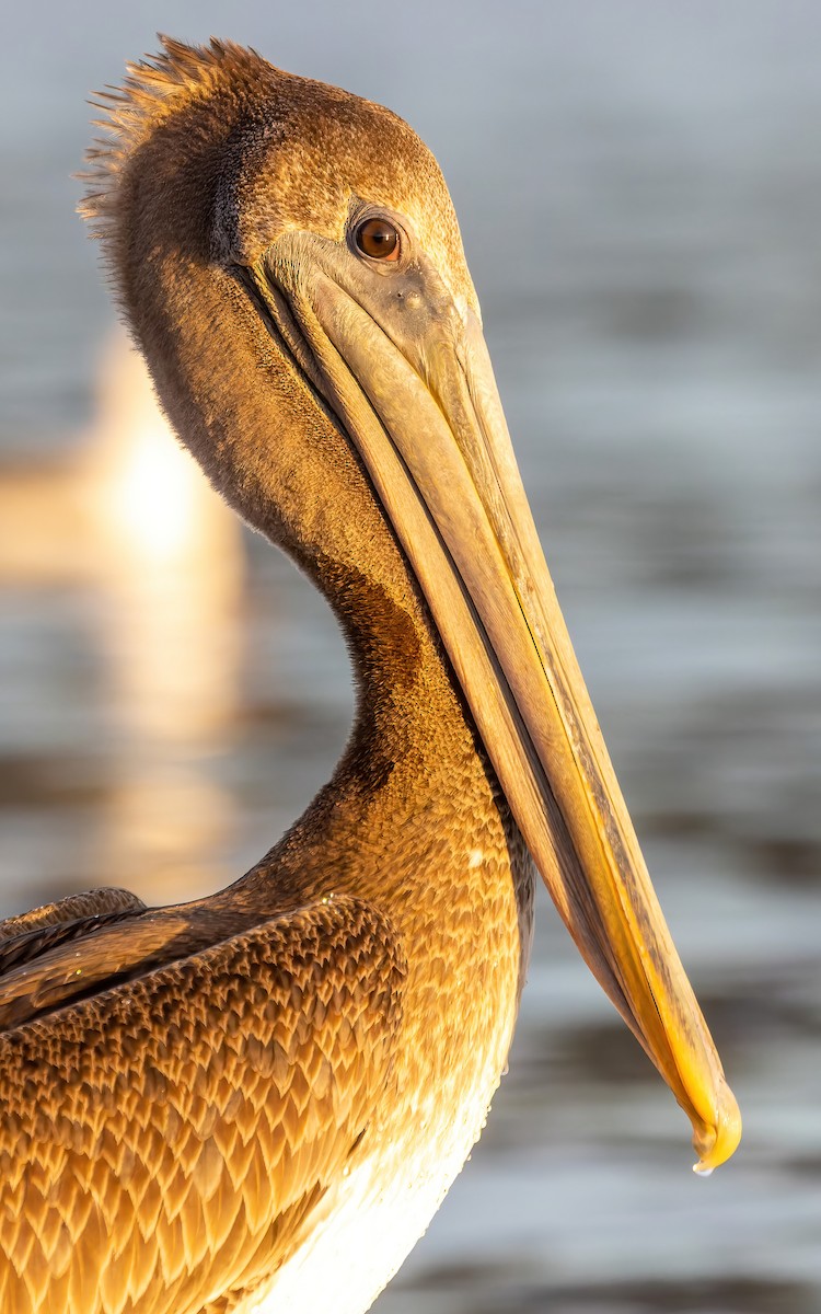 pelikán hnědý (ssp. californicus) - ML527047701