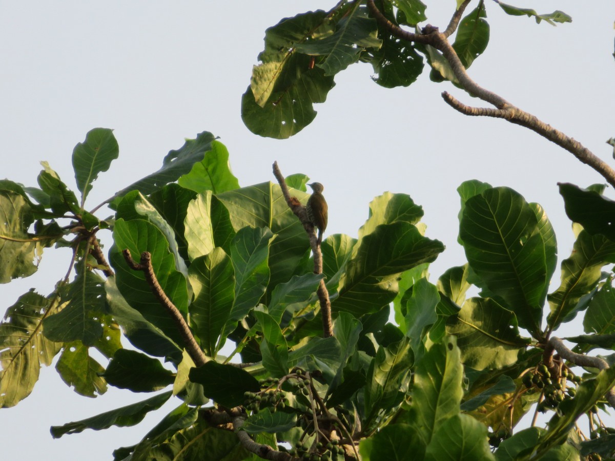 Green-backed Woodpecker (Little Green) - Paula Lopes