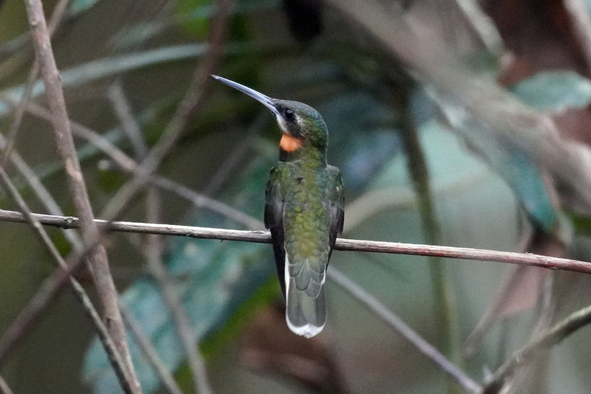 Pale-tailed Barbthroat - ML527053661