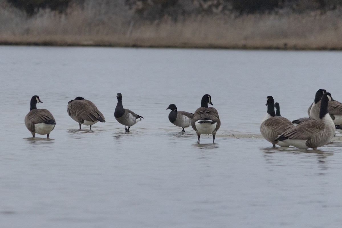 eBird Checklist 21 Jan 2023 Barnegat LightBayview Ave Marina 19