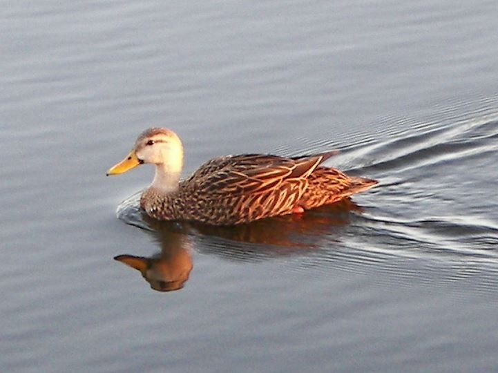 eBird Checklist 30 Dec 2006 Florida, Pasco, Dade City area, Lake