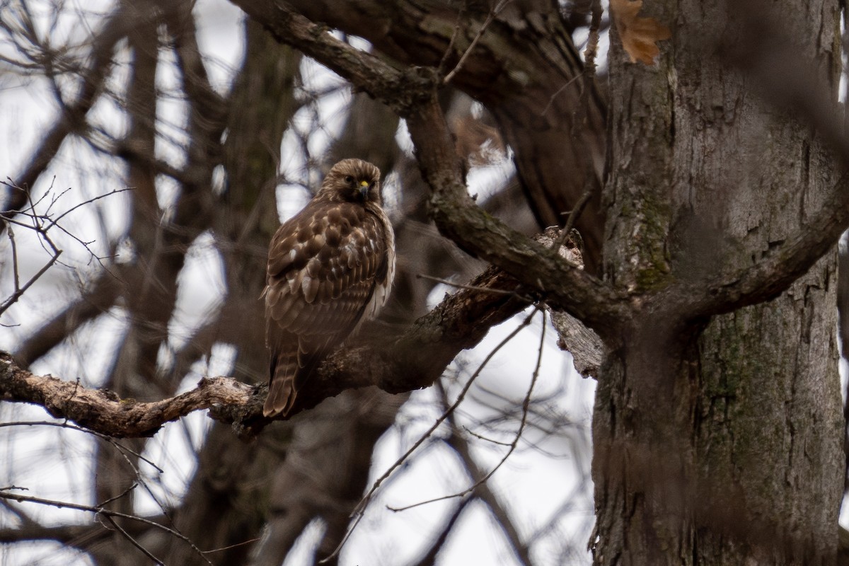 Red-shouldered Hawk - Heather Mall